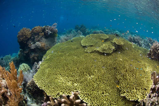 Shallow Coral Reef Bunaken Wall Decal Design 1
