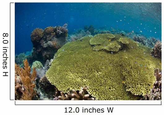 Shallow Coral Reef Bunaken Wall Decal Design 1