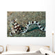 Mimic Octopus Lembeh Strait Wall Decal Design 4