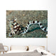 Mimic Octopus Lembeh Strait Wall Decal Design 4