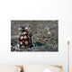 Mimic Octopus Lembeh Strait Wall Decal Design 3