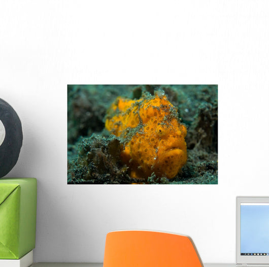 Painted Frogfish Lembeh Strait Wall Decal