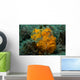 Painted Frogfish Lembeh Strait Wall Decal