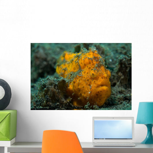 Painted Frogfish Lembeh Strait Wall Decal