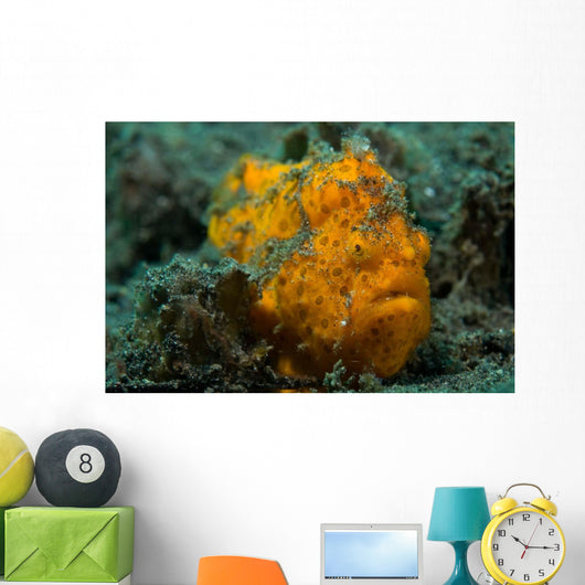 Painted Frogfish Lembeh Strait Wall Decal