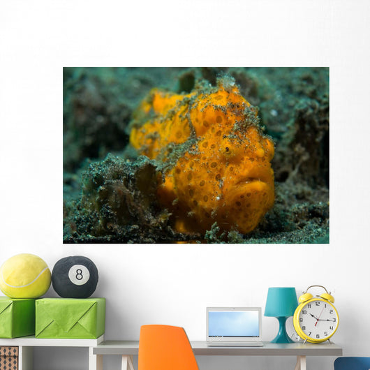 Painted Frogfish Lembeh Strait Wall Decal