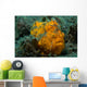 Painted Frogfish Lembeh Strait Wall Decal