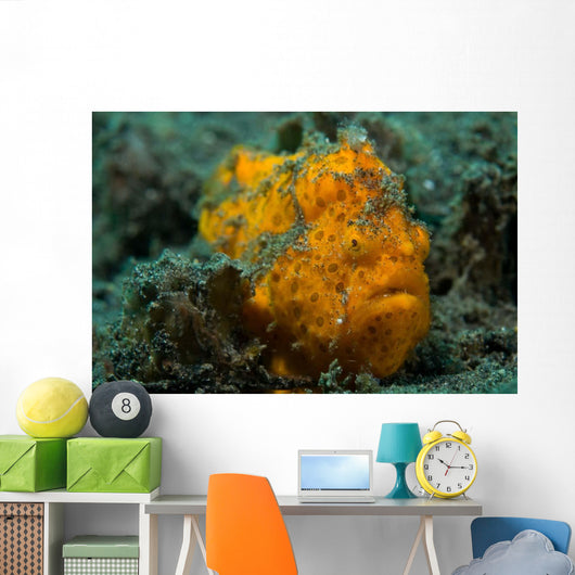 Painted Frogfish Lembeh Strait Wall Decal
