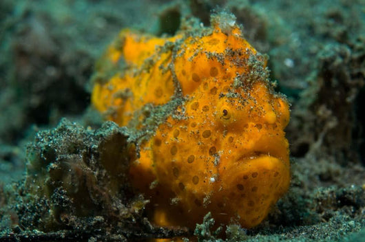 Painted Frogfish Lembeh Strait Wall Decal