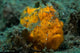Painted Frogfish Lembeh Strait Wall Decal
