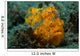 Painted Frogfish Lembeh Strait Wall Decal