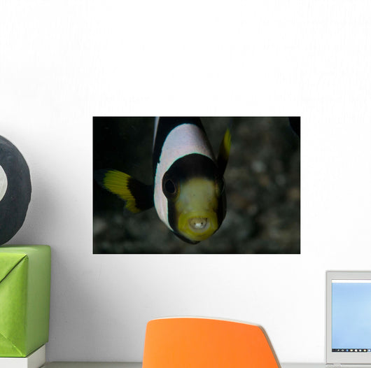 Saddleback Anemonefish and Tongue Wall Decal