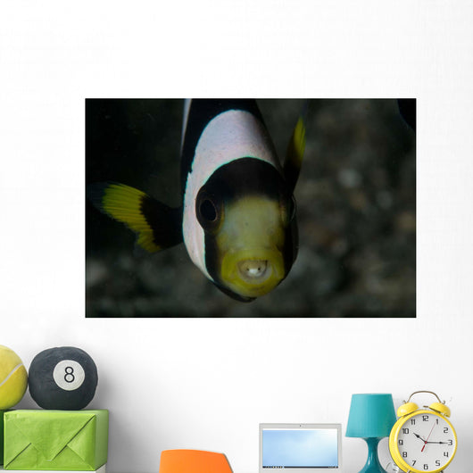Saddleback Anemonefish and Tongue Wall Decal