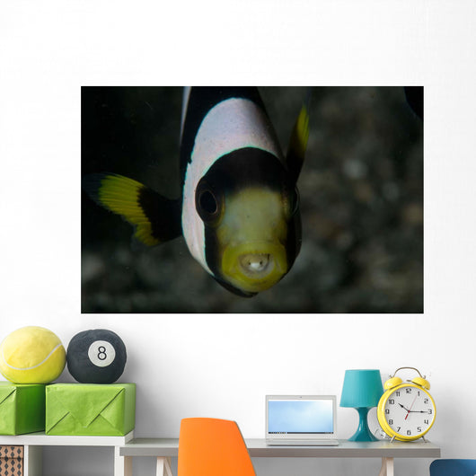 Saddleback Anemonefish and Tongue Wall Decal
