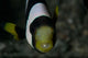 Saddleback Anemonefish and Tongue Wall Decal