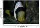 Saddleback Anemonefish and Tongue Wall Decal