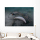 Blue Spotted Stingray Lembeh Wall Decal Design 1