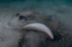 Blue Spotted Stingray Lembeh Wall Decal Design 1