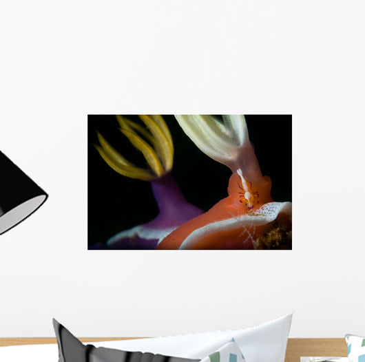Emperor Shrimp Hypselodoris Nudibranch Wall Decal