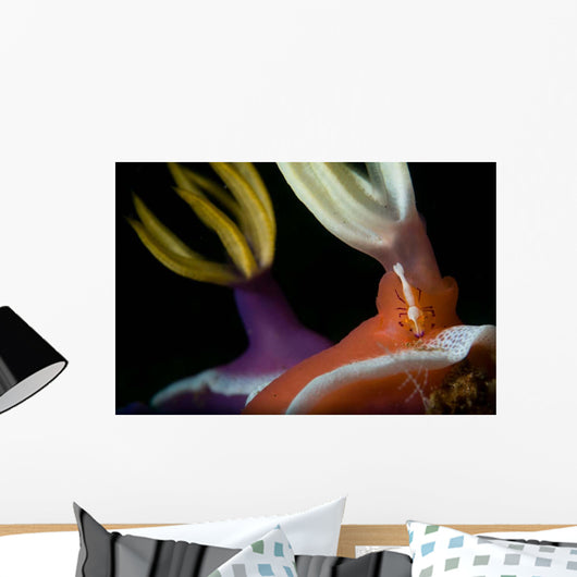 Emperor Shrimp Hypselodoris Nudibranch Wall Decal