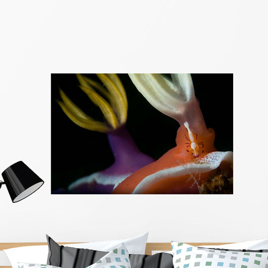 Emperor Shrimp Hypselodoris Nudibranch Wall Decal