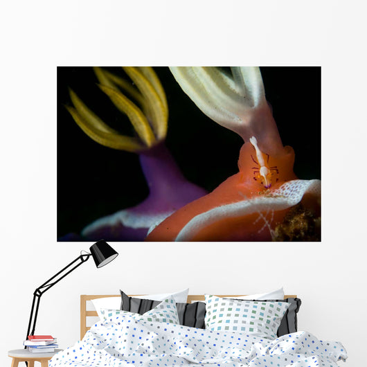 Emperor Shrimp Hypselodoris Nudibranch Wall Decal