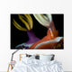 Emperor Shrimp Hypselodoris Nudibranch Wall Decal