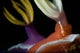 Emperor Shrimp Hypselodoris Nudibranch Wall Decal