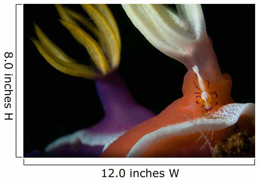 Emperor Shrimp Hypselodoris Nudibranch Wall Decal
