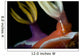 Emperor Shrimp Hypselodoris Nudibranch Wall Decal