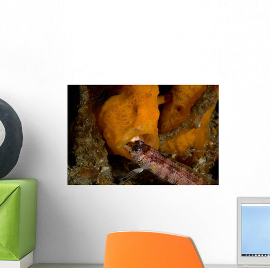 Painted Frogfish Eating Sandperch Wall Decal Design 2