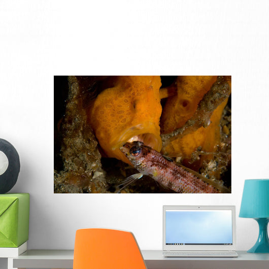 Painted Frogfish Eating Sandperch Wall Decal Design 2