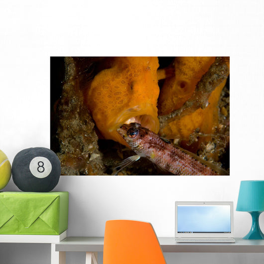Painted Frogfish Eating Sandperch Wall Decal Design 2