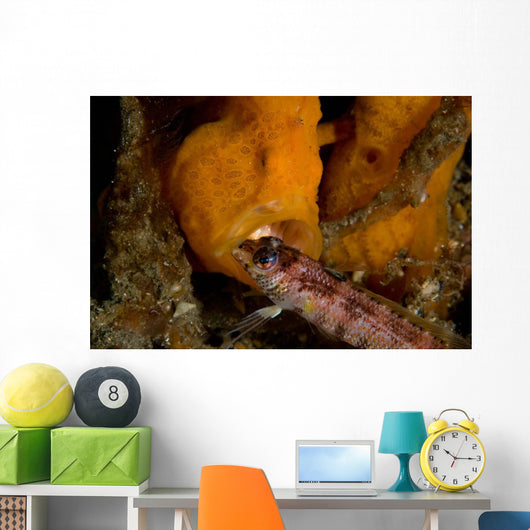 Painted Frogfish Eating Sandperch Wall Decal Design 2