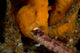 Painted Frogfish Eating Sandperch Wall Decal Design 2
