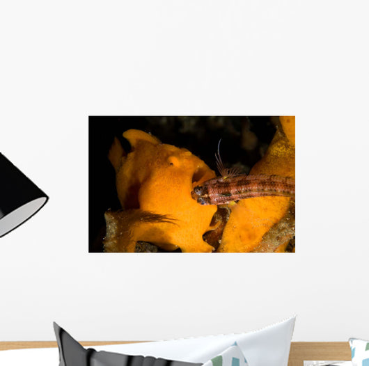 Painted Frogfish Eating Sandperch Wall Decal Design 1