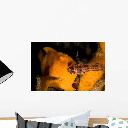 Painted Frogfish Eating Sandperch Wall Decal Design 1