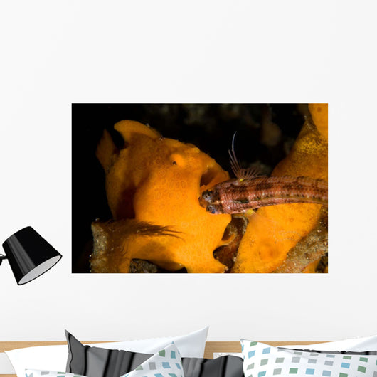 Painted Frogfish Eating Sandperch Wall Decal Design 1