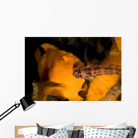 Painted Frogfish Eating Sandperch Wall Decal Design 1