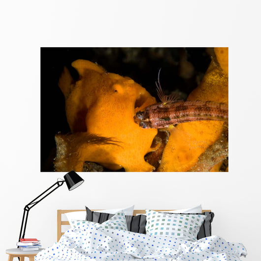 Painted Frogfish Eating Sandperch Wall Decal Design 1