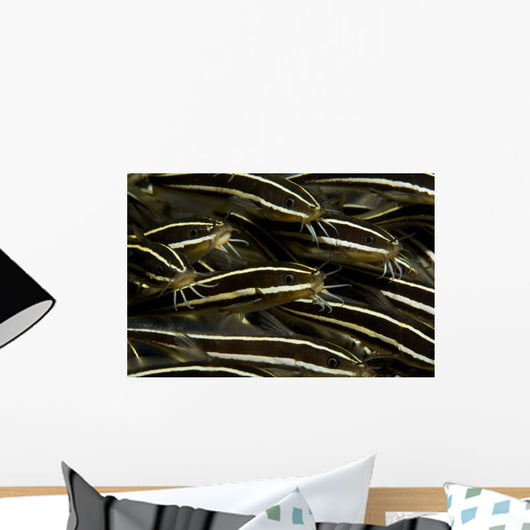 School Striped Catfish Lembeh Wall Decal Design 2