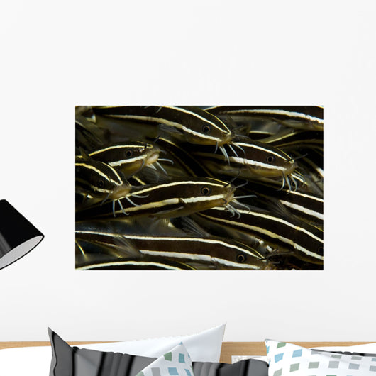 School Striped Catfish Lembeh Wall Decal Design 2