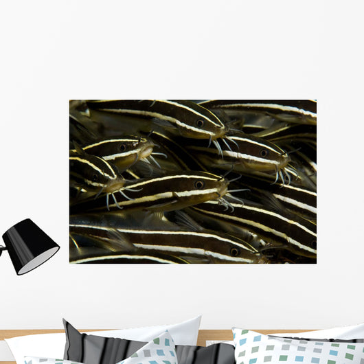 School Striped Catfish Lembeh Wall Decal Design 2