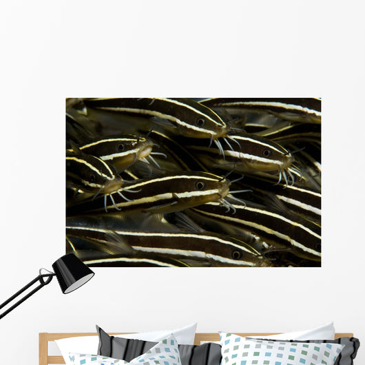 School Striped Catfish Lembeh Wall Decal Design 2