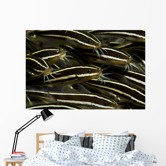 School Striped Catfish Lembeh Wall Decal Design 2