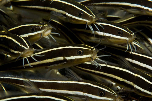 School Striped Catfish Lembeh Wall Decal Design 2