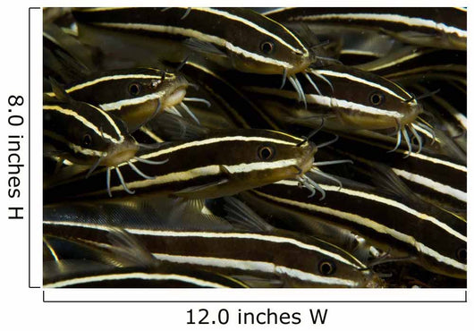School Striped Catfish Lembeh Wall Decal Design 2