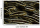 School Striped Catfish Lembeh Wall Decal Design 2
