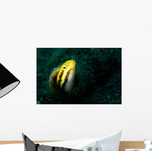 Shorthead Fangblenny Bottle Wall Decal