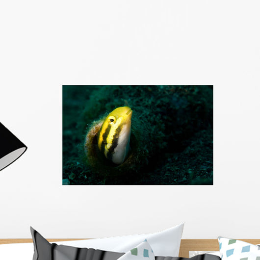 Shorthead Fangblenny Bottle Wall Decal